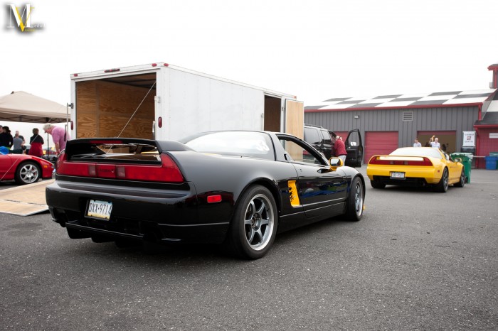 blackyellow_in_paddock